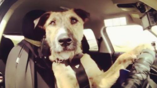 欧美狗开车旅游图片,萌宠带你领略异国风情